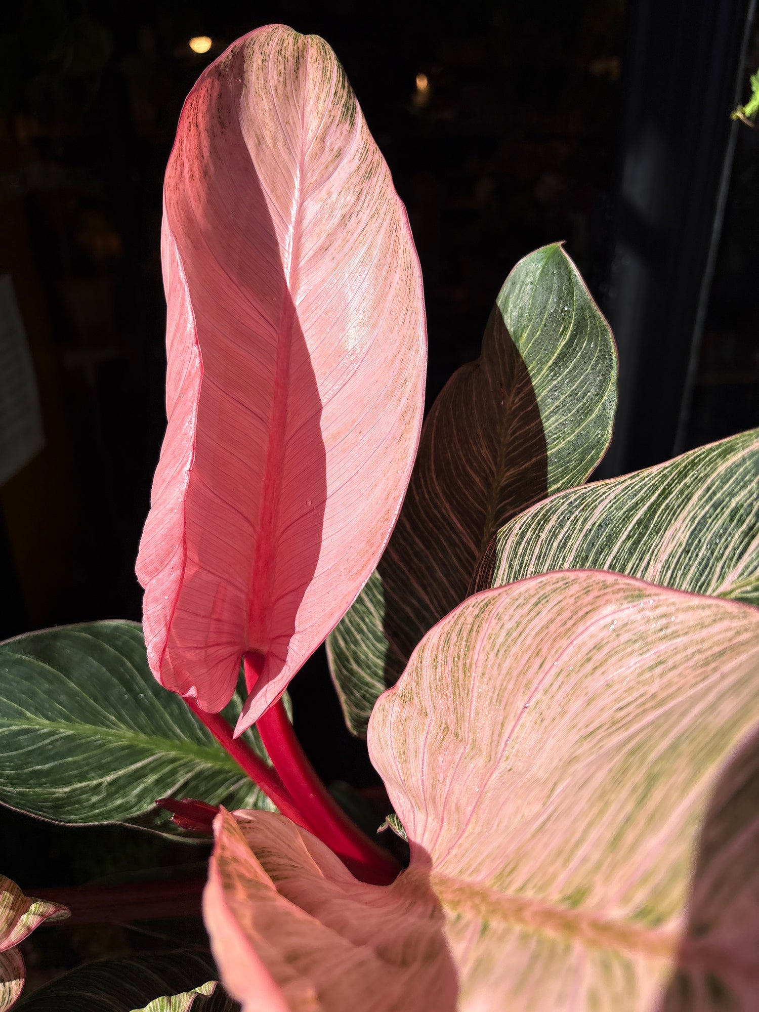 A Philodendron Birkin ‘Pink Bikini’ plant in front of Urban Tropicana’s Plant Shop in Chiswick London