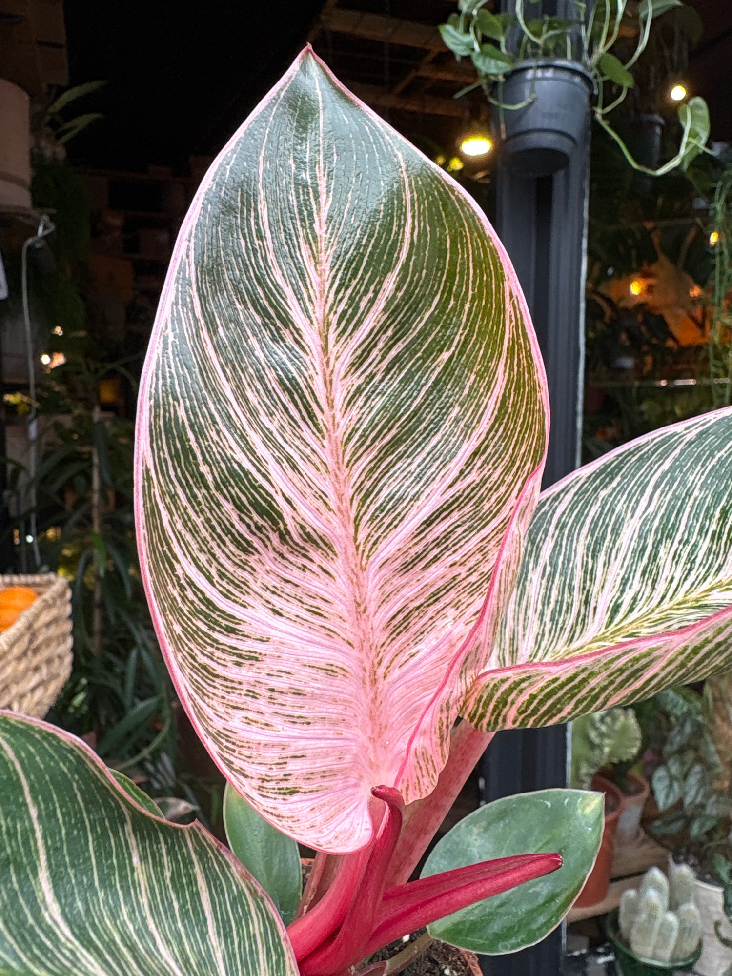 A Philodendron Birkin ‘Pink Bikini’ plant in front of Urban Tropicana’s Plant Shop in Chiswick London
