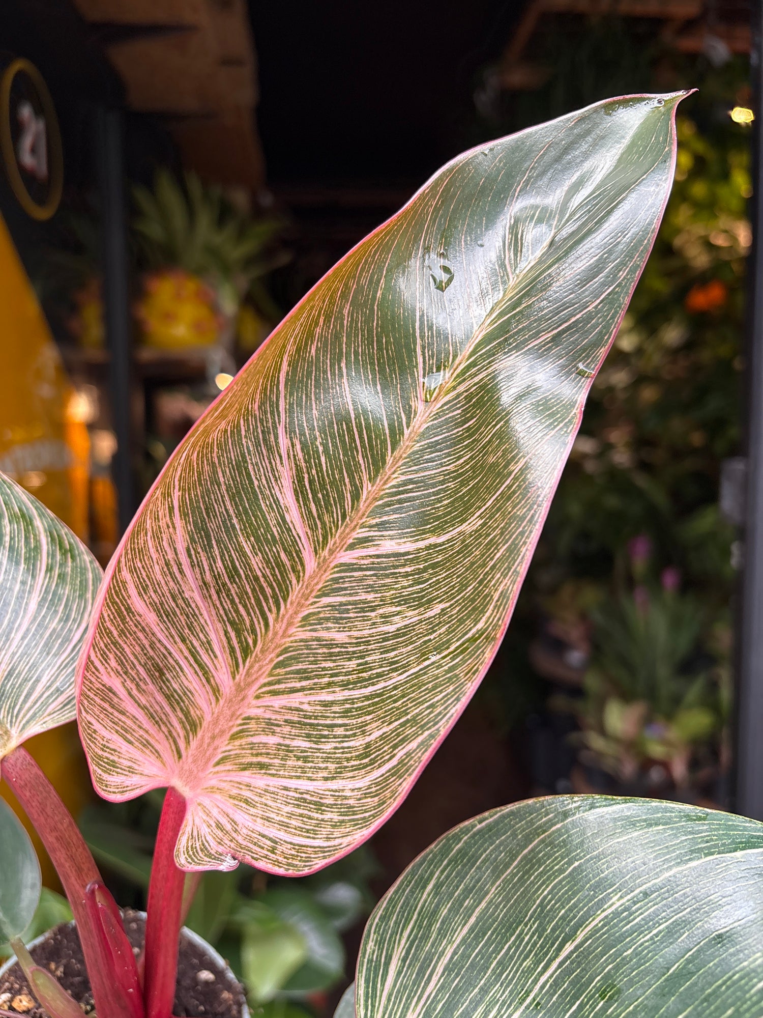 A Philodendron Birkin ‘Pink Bikini’ plant in front of Urban Tropicana’s Plant Shop in Chiswick London