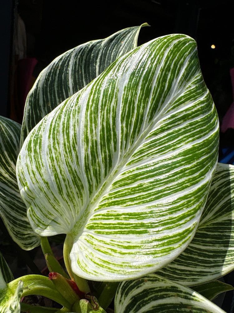 Philodendron ‘Birkin’ in front of Urban Tropicana’s Plant Shop in Chiswick London