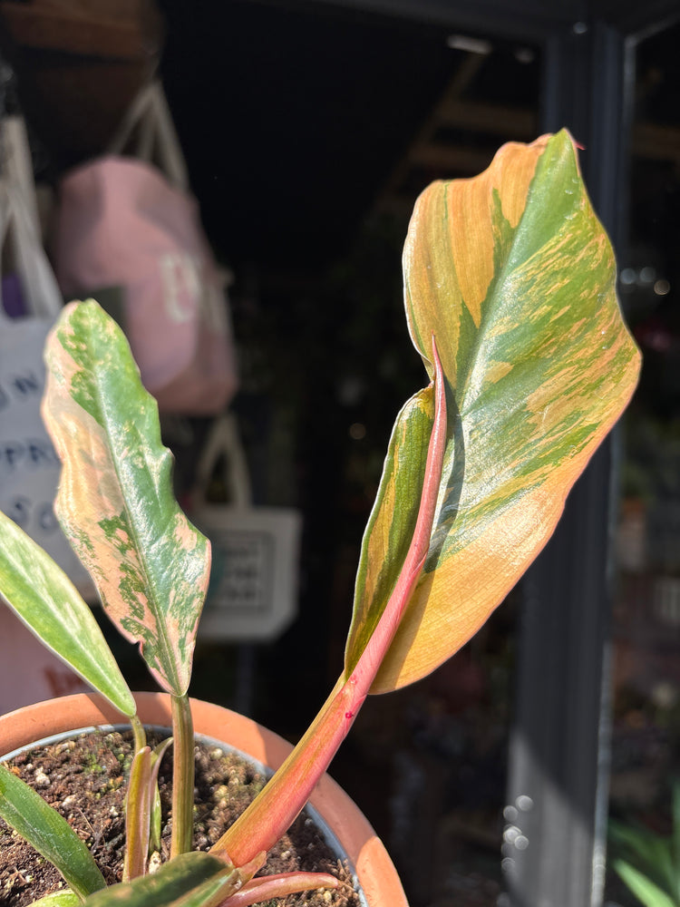 Philodendron ‘Caramel Marble’ houseplant outside Urban Tropicana plant shop in Chiswick, London