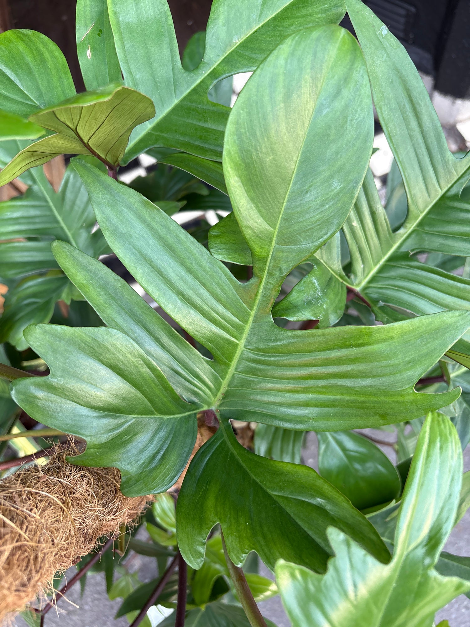 A Philodendron Pedatum plant in front of Urban Tropicana’s Plant Shop in Chiswick London