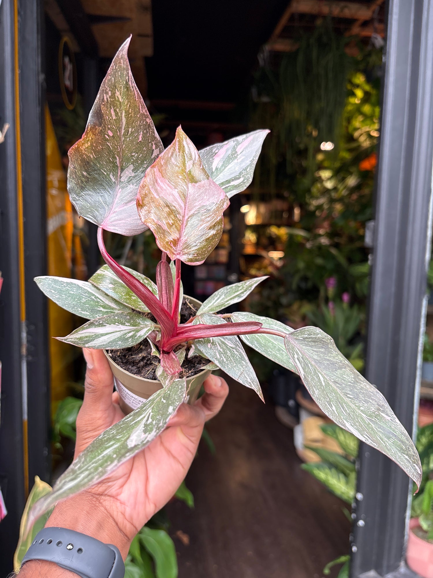 A Philodendron Pink Princess Marble plant in front of Urban Tropicana’s Plant Shop in Chiswick London