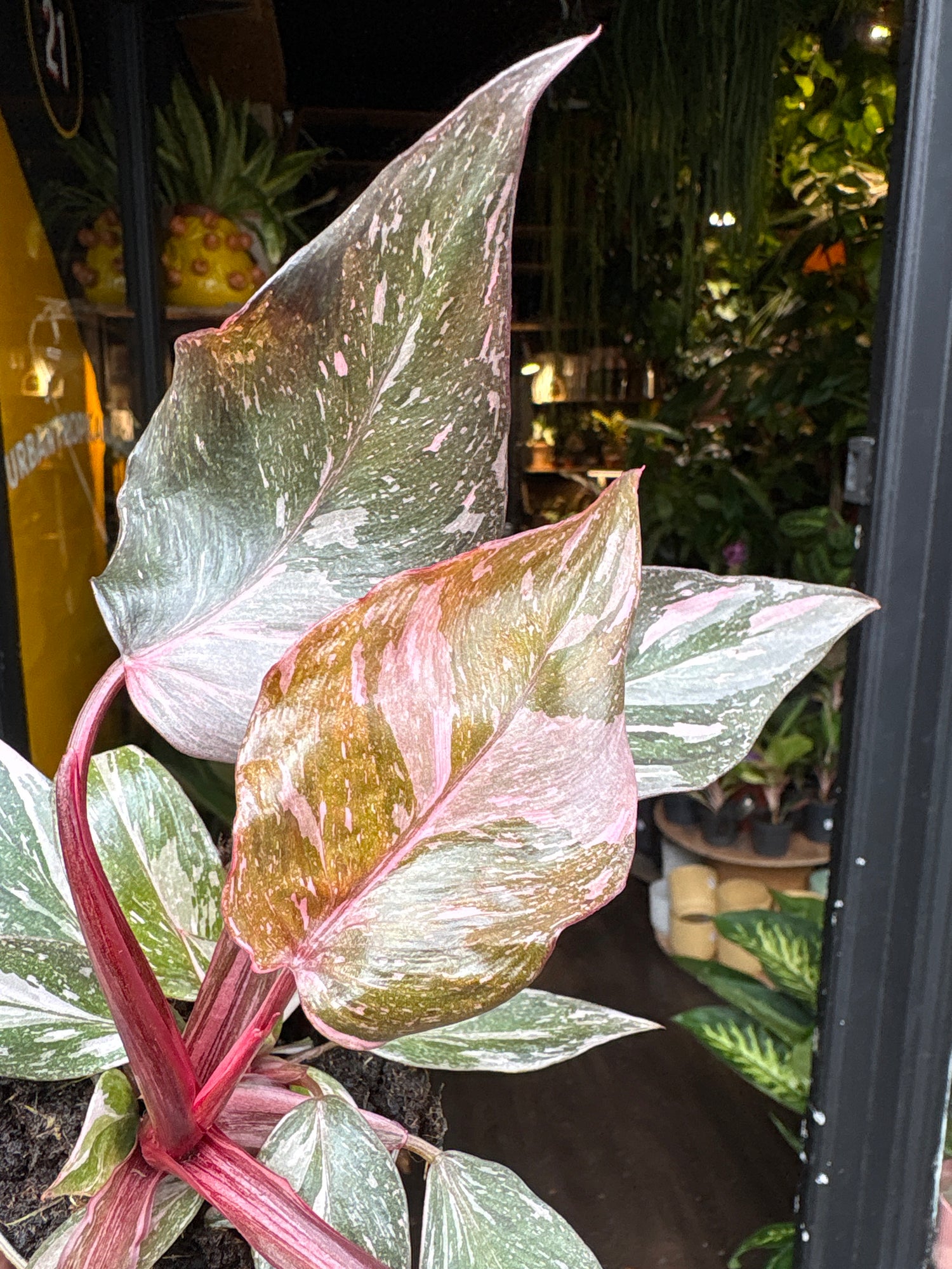 A Philodendron Pink Princess Marble plant in front of Urban Tropicana’s Plant Shop in Chiswick London