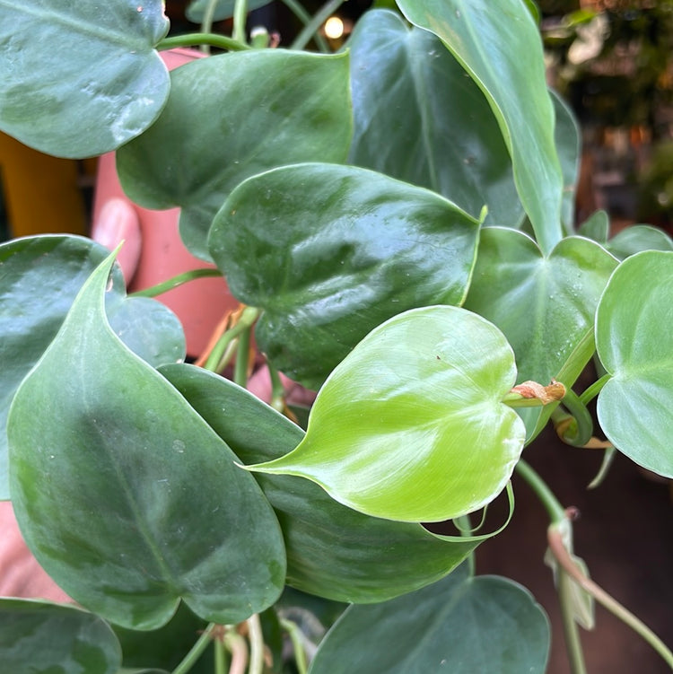 Philodendron Scandens outside Urban Tropicana’s houseplant store in Chiswick, London