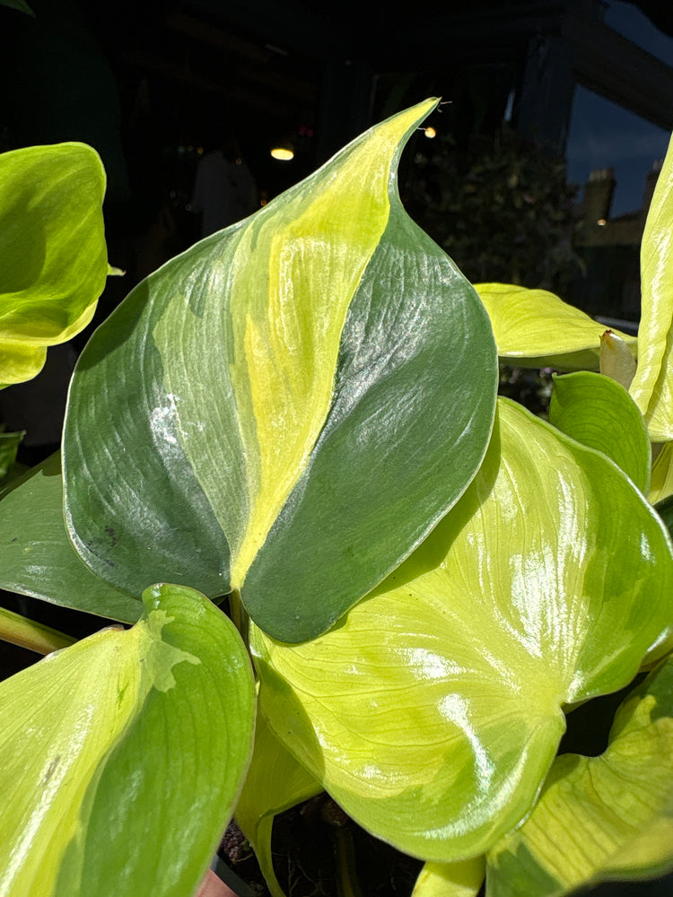 A Philodendron Scandens Brasil plant in front of Urban Tropicana&