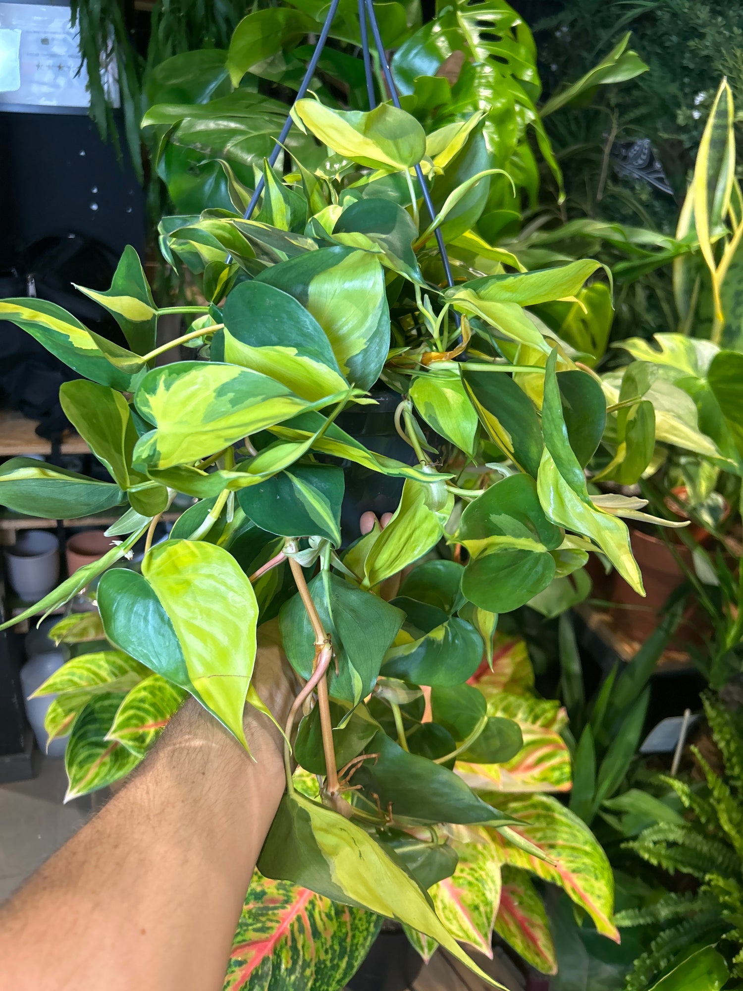 A Philodendron Scandens Brazil plant in front of Urban Tropicana’s Plant Shop in Chiswick London