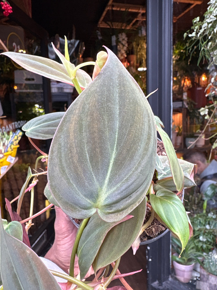 Philodendron Scandens Micans in front of Urban Tropicana&