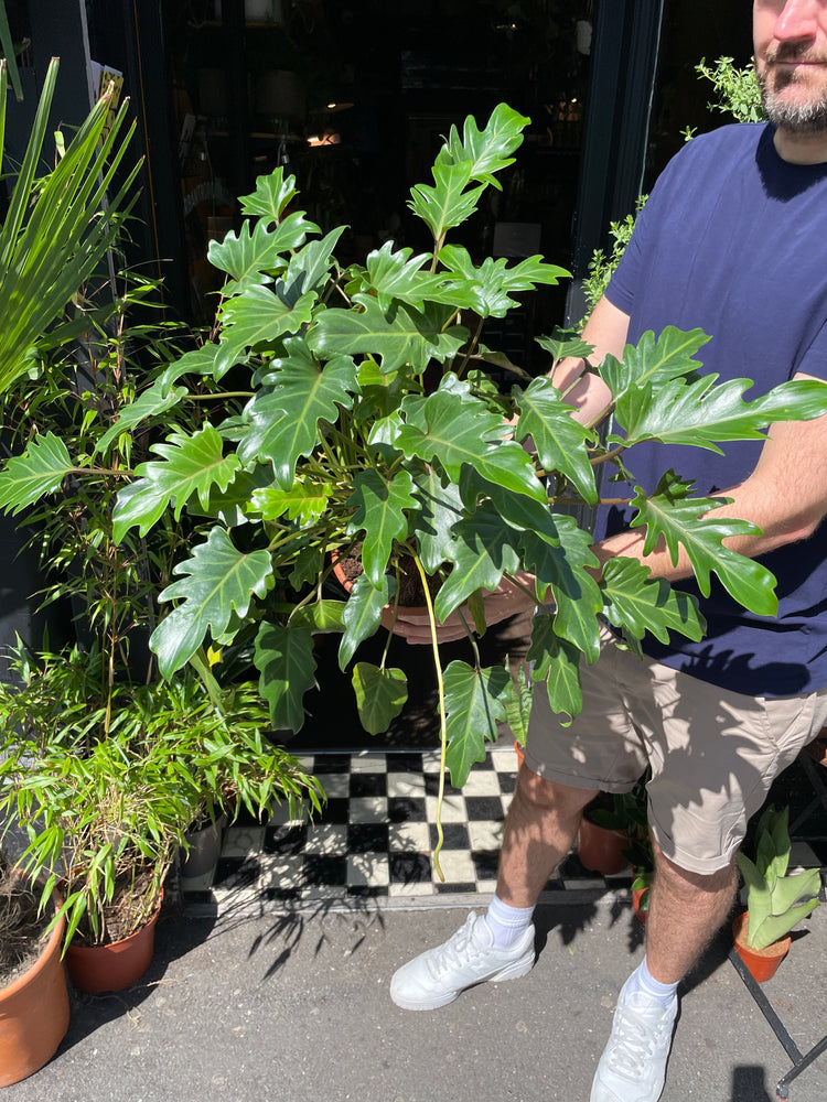 Philodendron Xanadu also known as a Winterbourne Philodendron plant in front of Urban Tropicana’s store in Chiswick, London