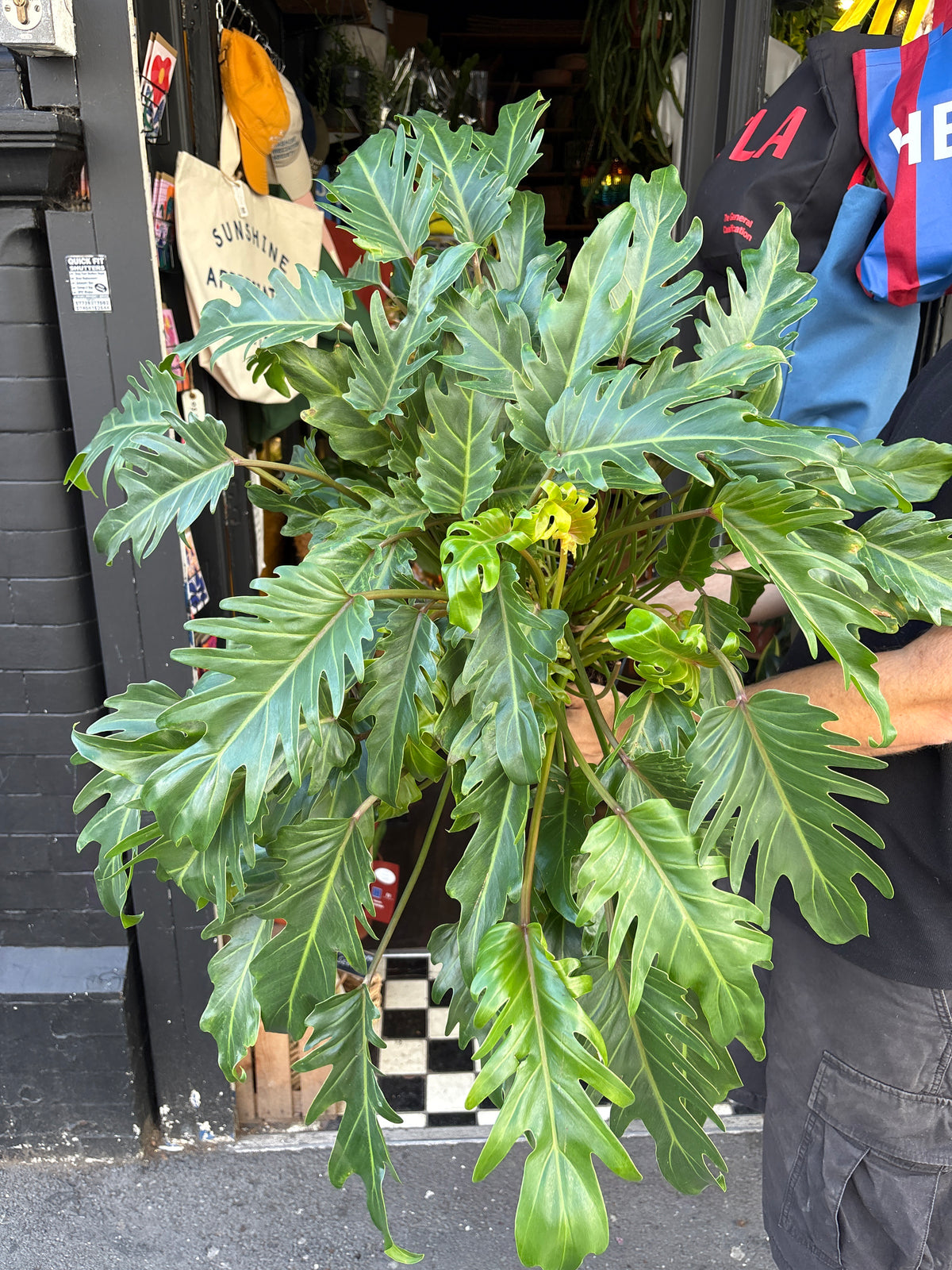 Philodendron ‘Xanadu’ houseplant in 21cm pot outside Urban Tropicana plant shop in Chiswick, London