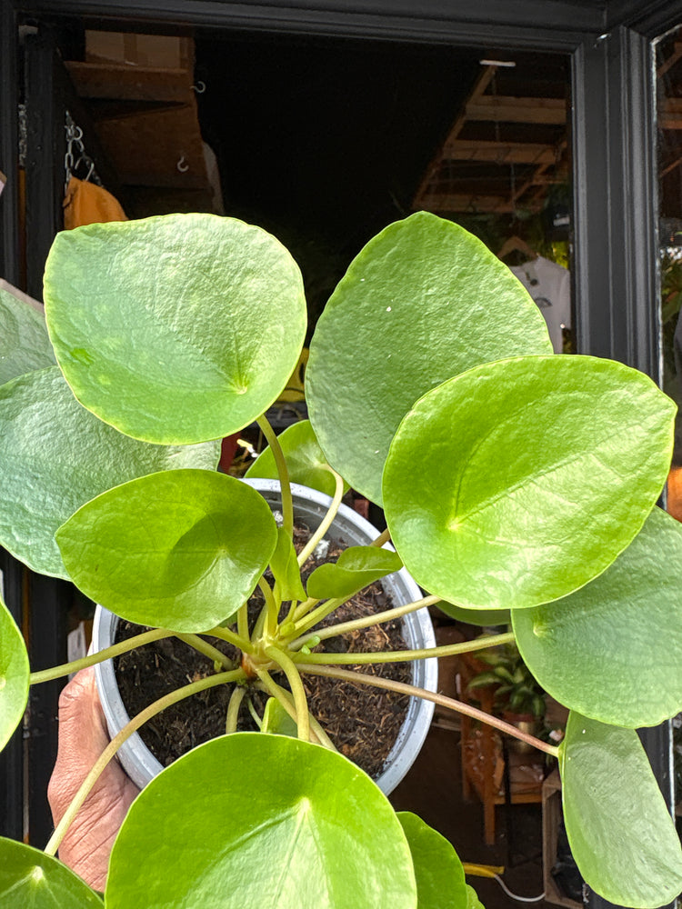 A Pilea Peperomioides chinese money plant in front of Urban Tropicana’s plant shop in Chiswick, London