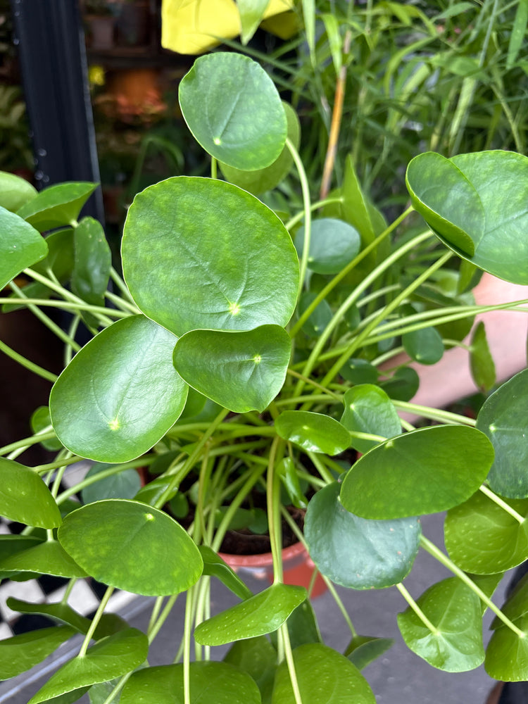 Pilea peperomioides (Chinese Money Plant) in 19cm pot outside Urban Tropicana plant shop in Chiswick, London