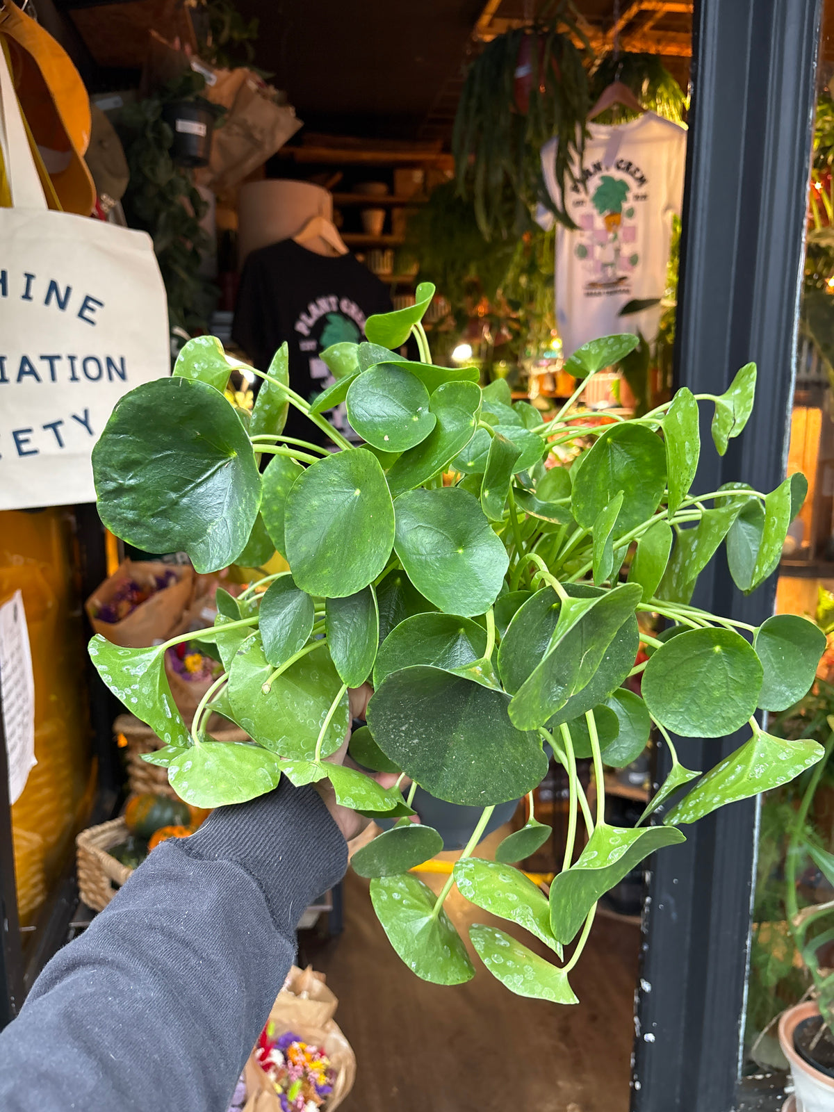 Pilea Peperomioides Chinese Money Plant in 20cm pot outside Urban Tropicana plant shop in Chiswick, London