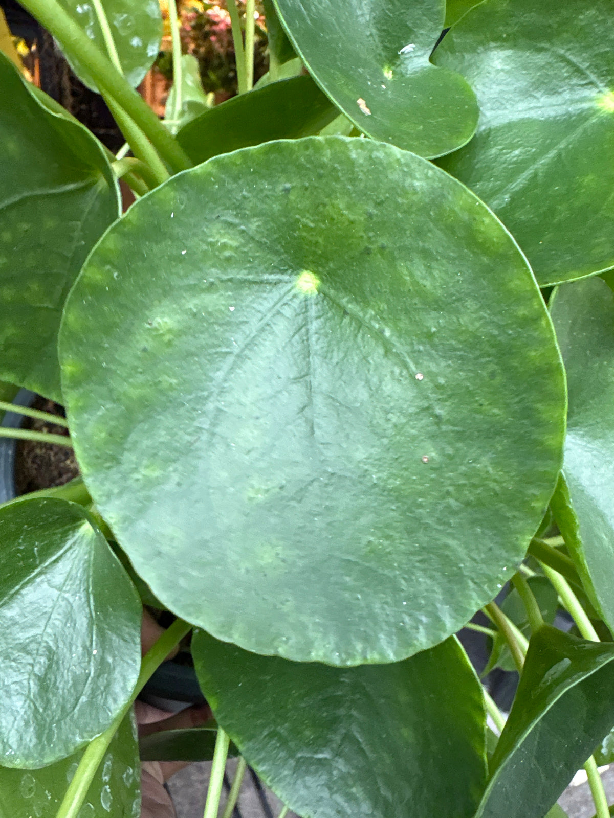 Pilea Peperomioides Chinese Money Plant in 20cm pot outside Urban Tropicana plant shop in Chiswick, London