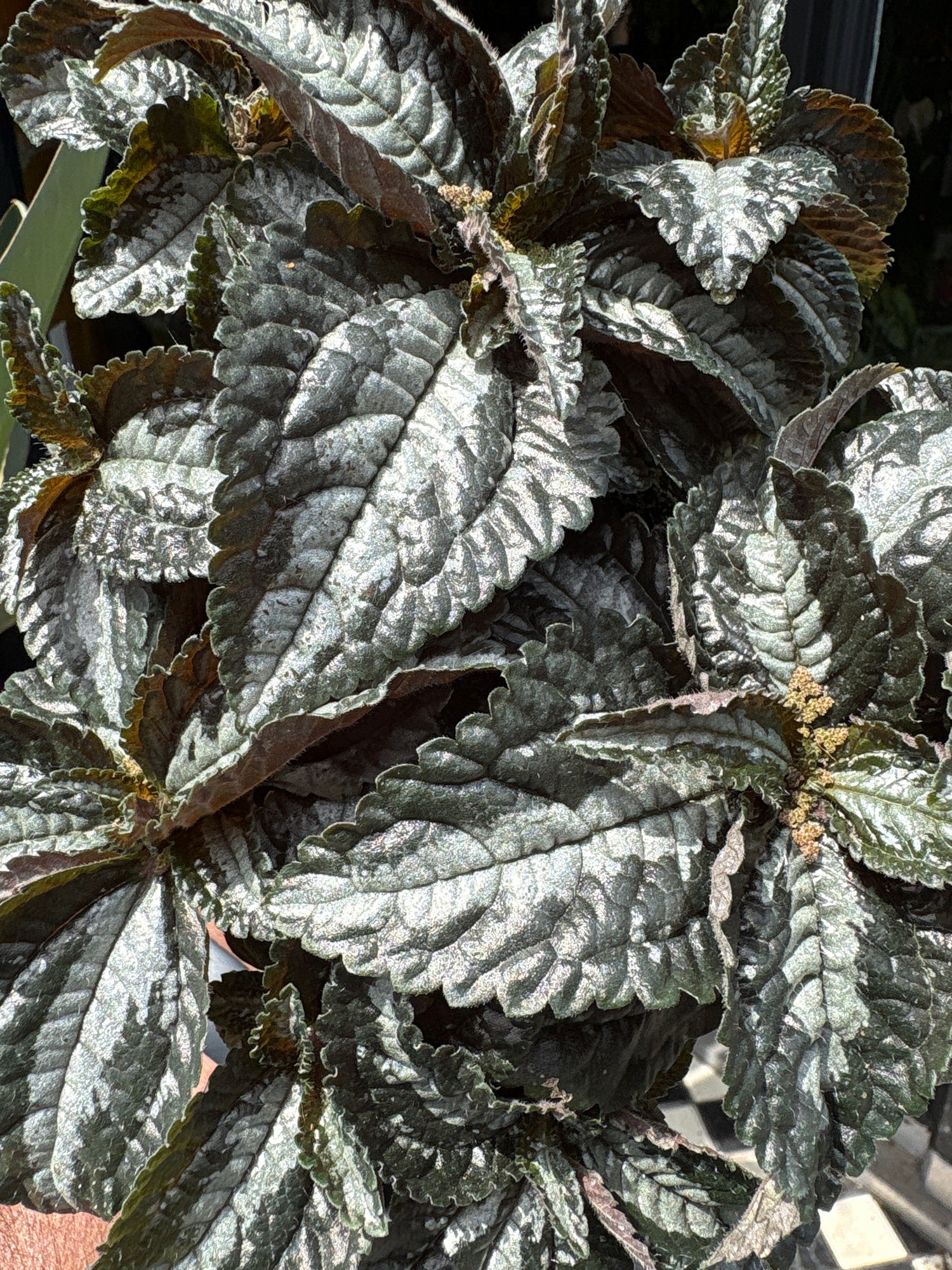 A Pilea Silver Tree plant in front of Urban Tropicana’s Plant Shop in Chiswick London