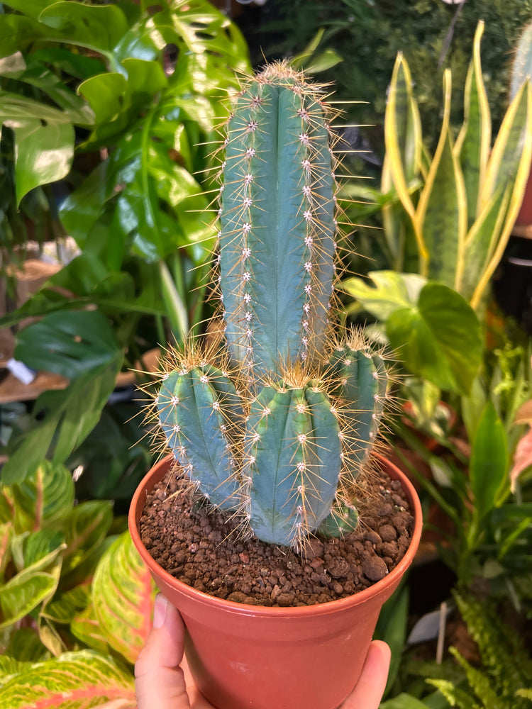 A Pilosocereus Azulensis plant in front of Urban Tropicana’s Plant Shop in Chiswick London