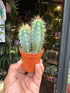 A Pilosocereus azureus plant in front of Urban Tropicana’s Plant Shop in Chiswick London