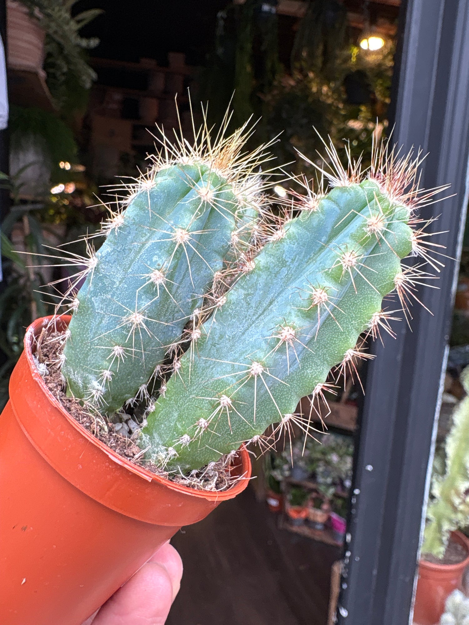 A Pilosocereus azureus plant in front of Urban Tropicana’s Plant Shop in Chiswick London
