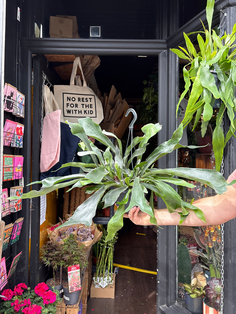 Platycerium bifurcatum staghorn fern outside Urban Tropicana plant shop in Chiswick, London
