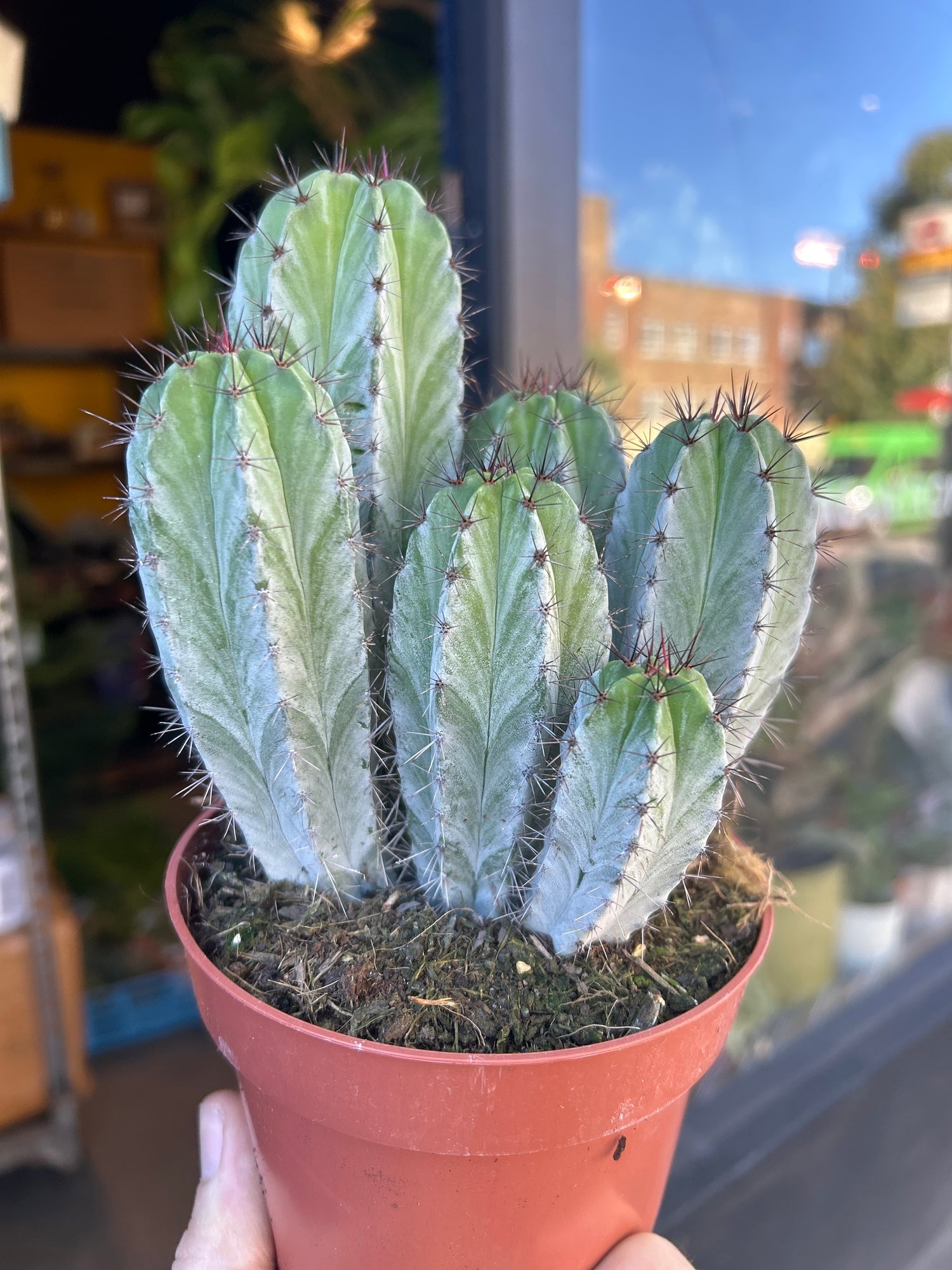 A Polaskia Chichipe plant in front of Urban Tropicana’s Plant Shop in Chiswick London