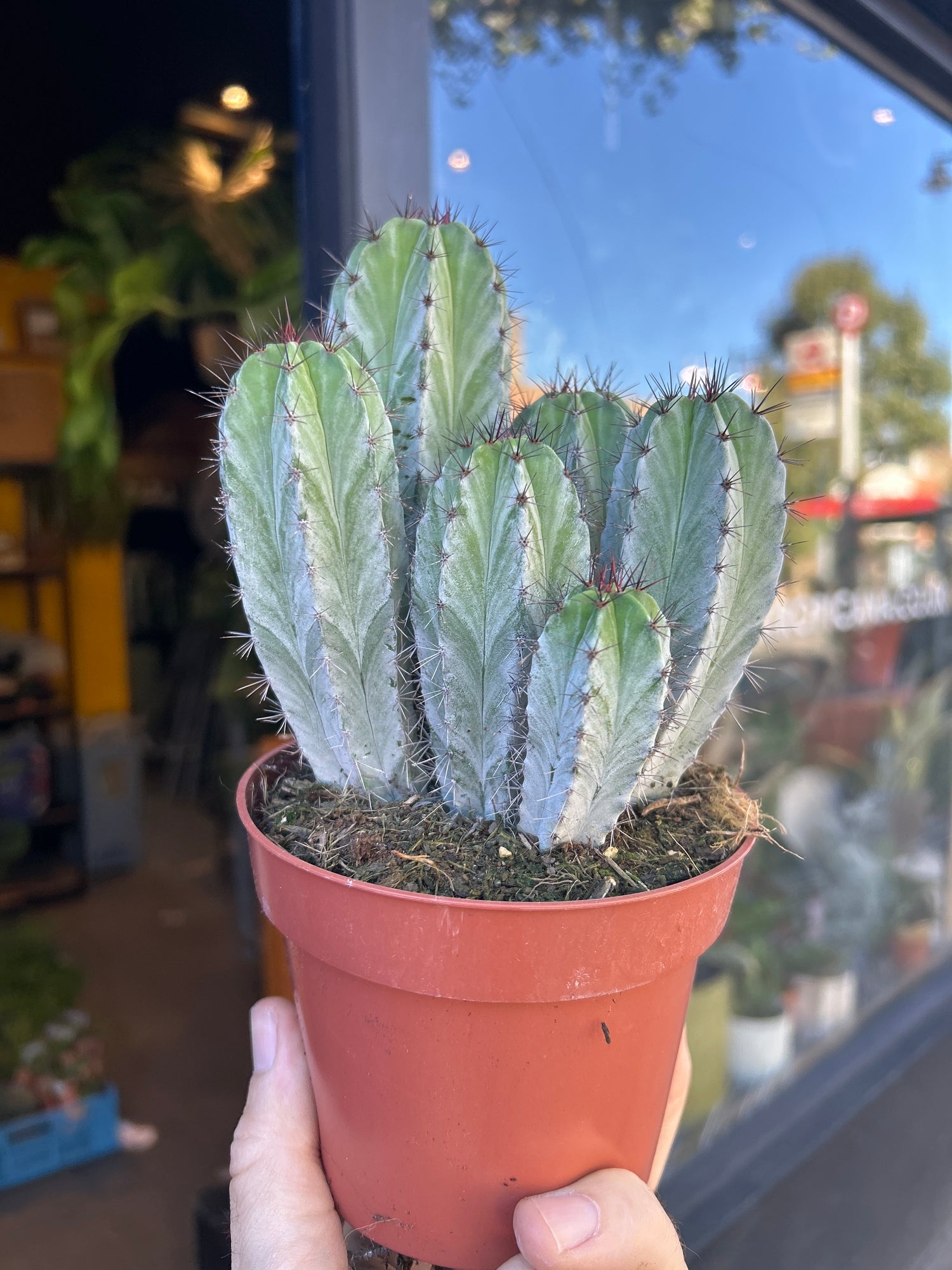 A Polaskia Chichipe plant in front of Urban Tropicana’s Plant Shop in Chiswick London
