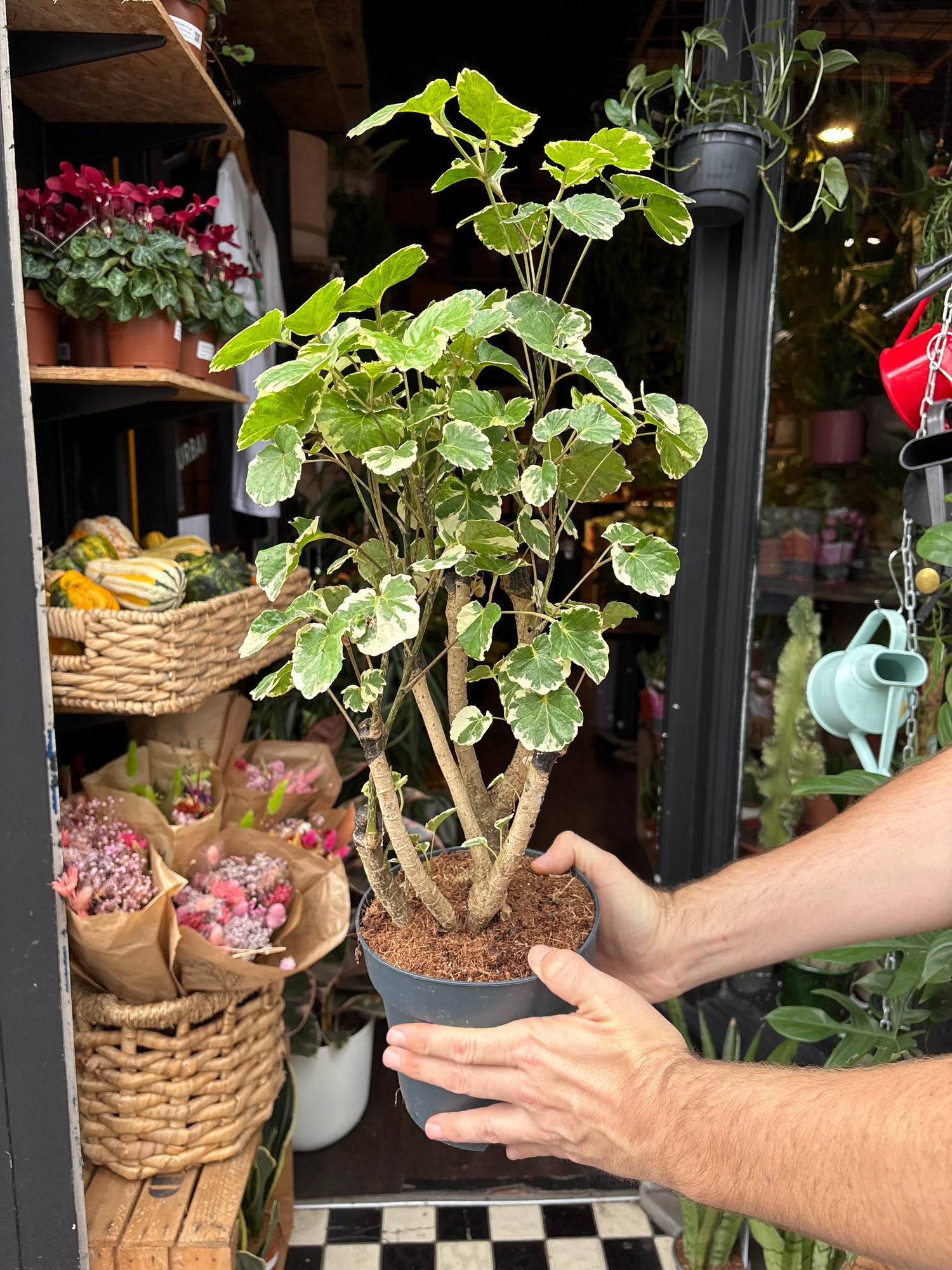 An Polyscias Balfouriana plant in front of Urban Tropicana’s Plant Shop in Chiswick London