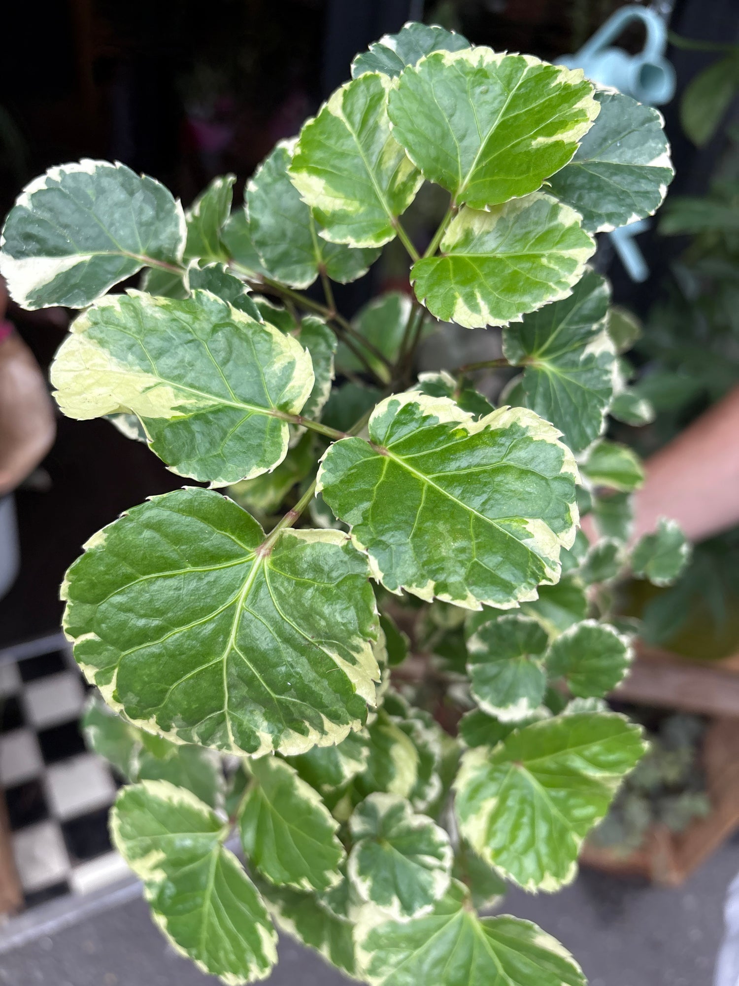 An Polyscias Balfouriana plant in front of Urban Tropicana’s Plant Shop in Chiswick London
