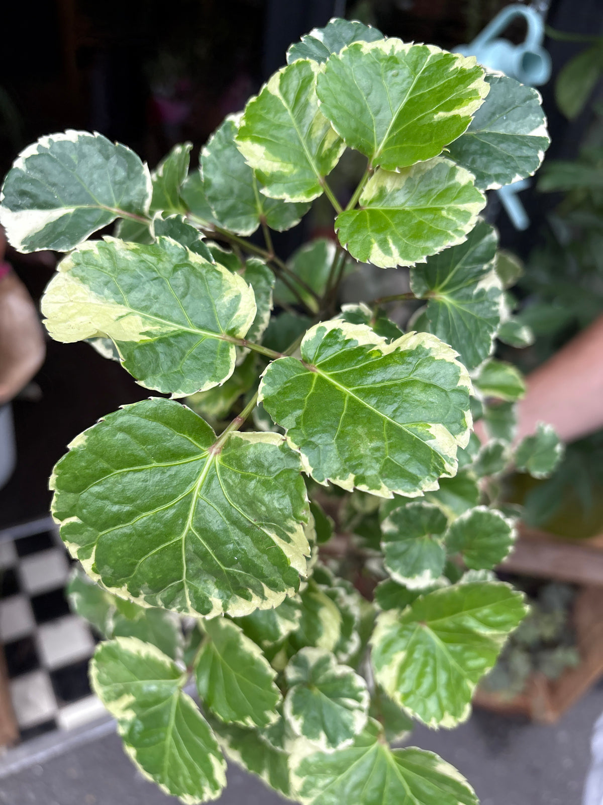 An Polyscias Balfouriana plant in front of Urban Tropicana’s Plant Shop in Chiswick London