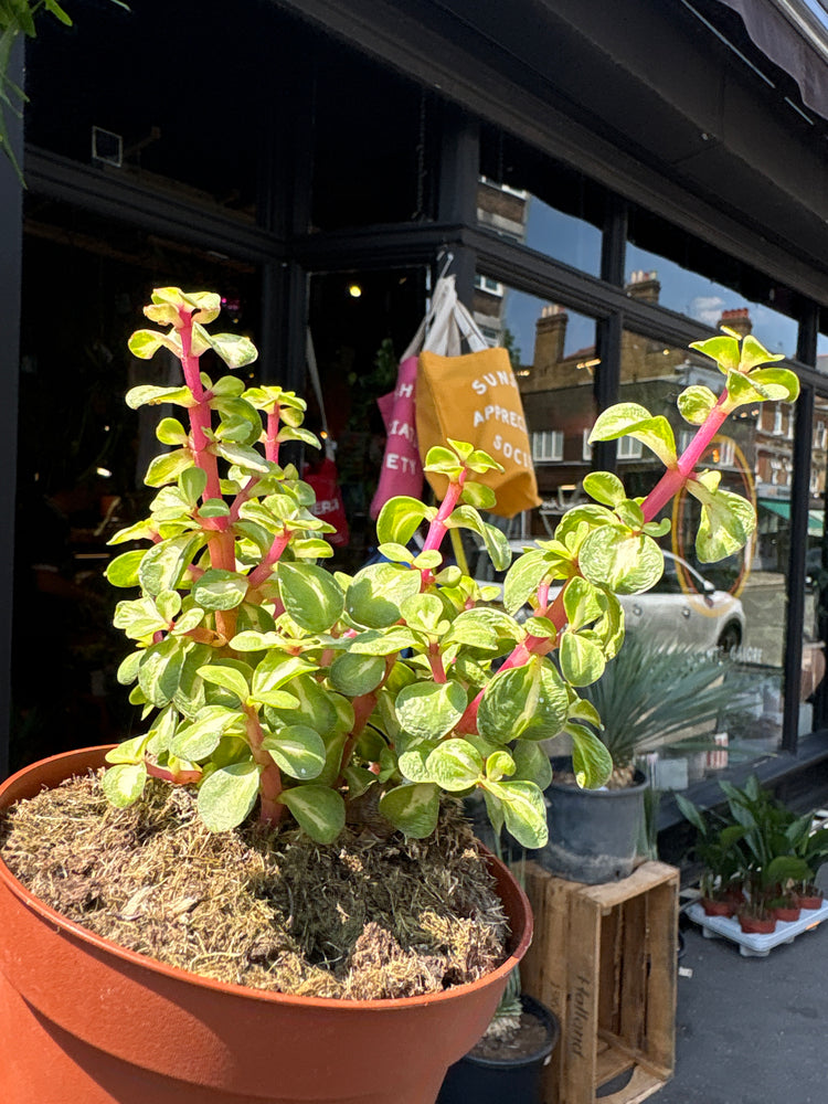 Portulacaria Afra Mediopicta, also known as Variegated Elephant Bush, Rainbow Elephant Bush, or Dwarf Jade Plant, outside Urban Tropicana, a houseplant store in Chiswick London