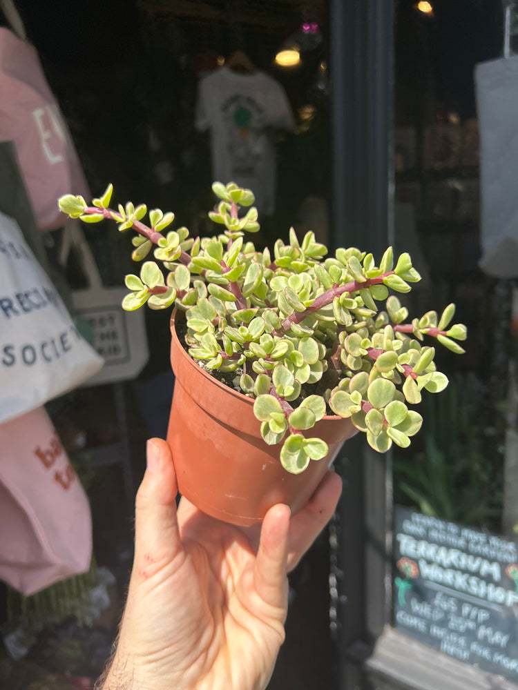 Portulacaria afra ‘Variegata’ succulent outside Urban Tropicana plant shop in Chiswick, London