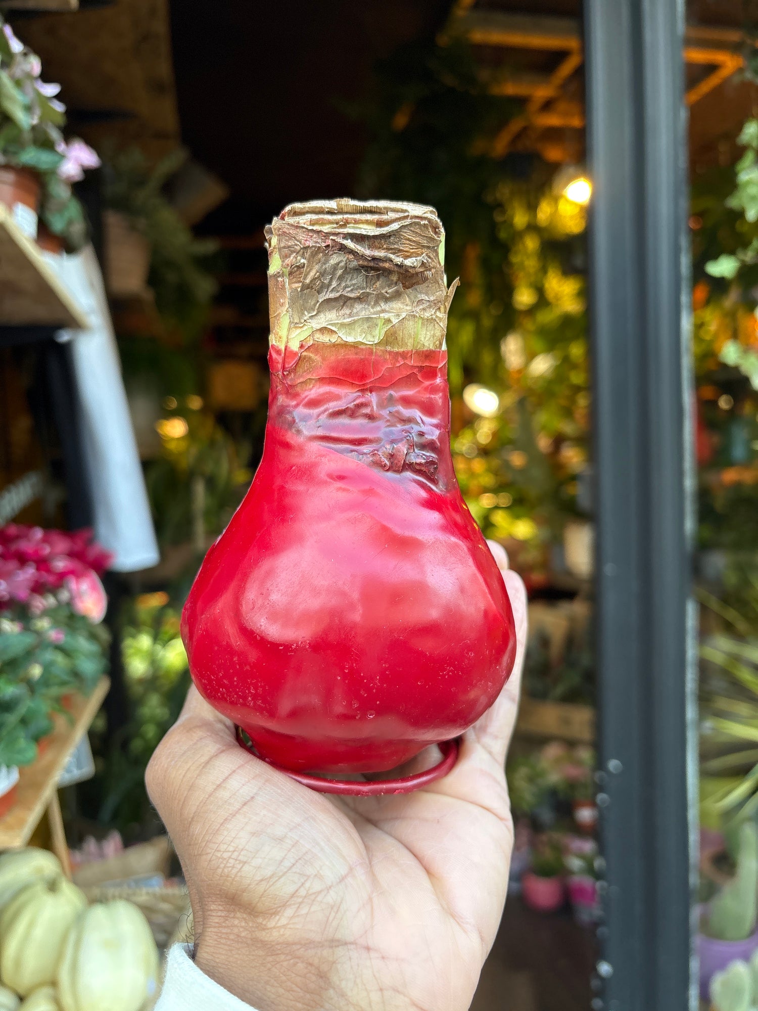 A red Amaryllis Wax Bulb in front of Urban Tropicana’s Plant Shop in Chiswick London