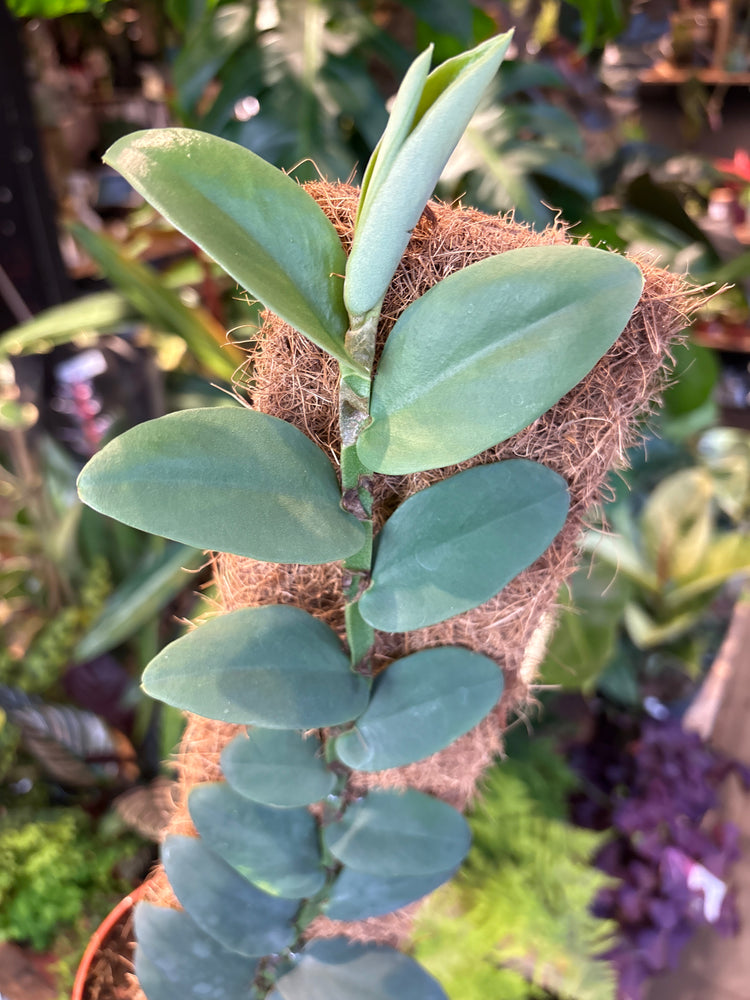 A Rhaphidophora Tenius plant in front of Urban Tropicana’s Plant Shop in Chiswick London
