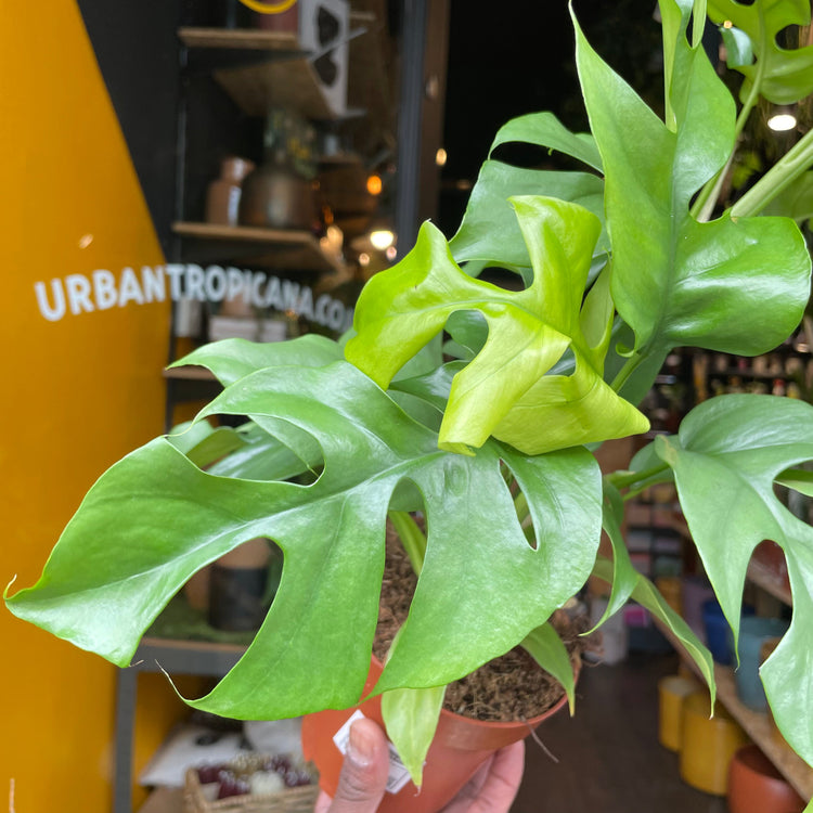A Rhaphidophora Tetrasperma plant, also know as a Monstera Mini, Plant in front of Urban Tropicana&