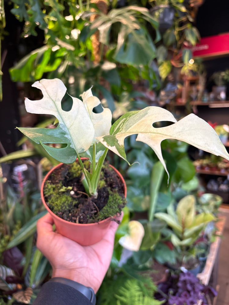 A Rhaphidophora Tetrasperma Variegata plant in front of Urban Tropicana’s Plant Shop in Chiswick London