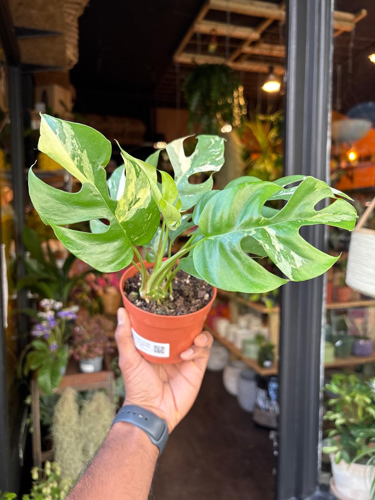 A Rhaphidophora Tetrasperma Variegata plant in front of Urban Tropicana’s Plant Shop in Chiswick London