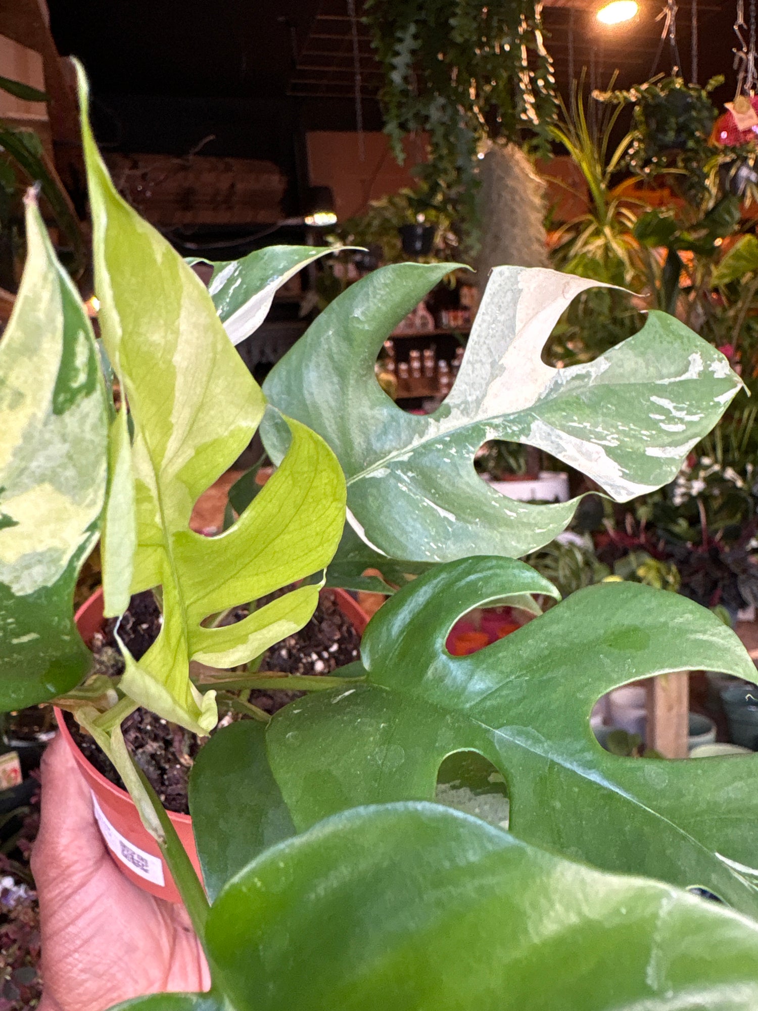 A Rhaphidophora Tetrasperma Variegata also known as variegated monstera minima plant in front of Urban Tropicana’s Plant Shop in Chiswick London