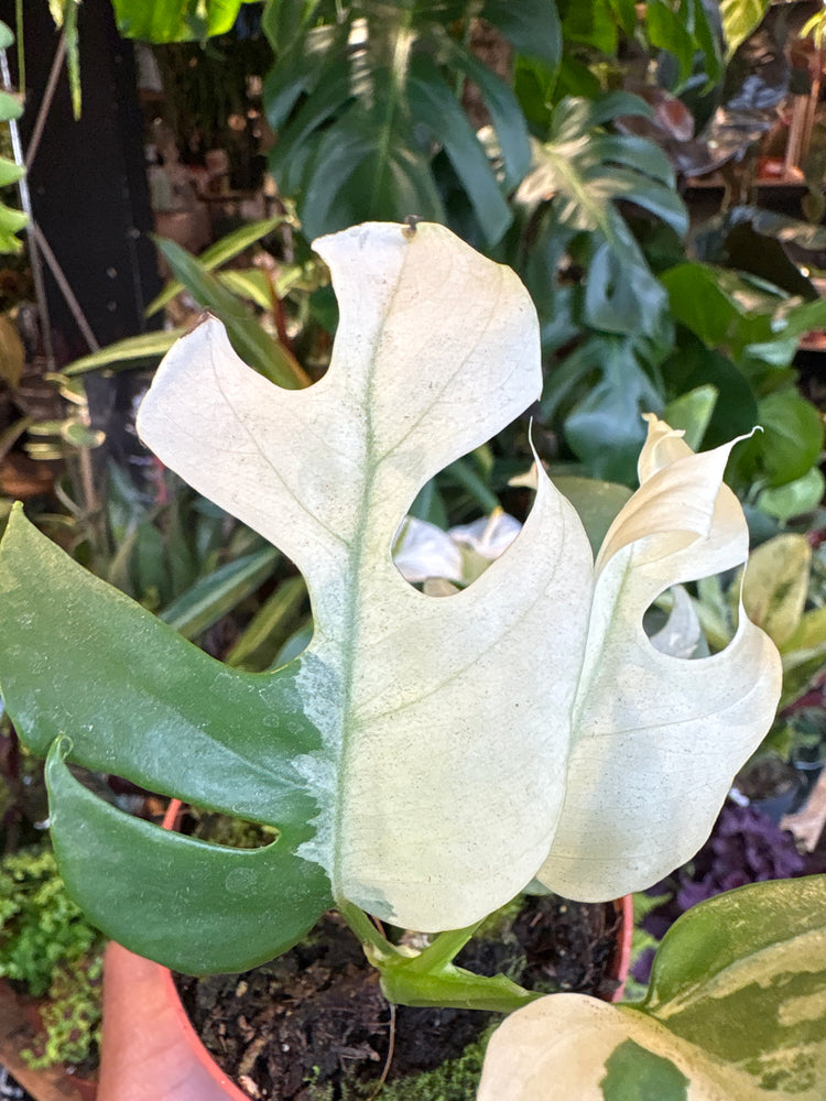 A Rhaphidophora Tetrasperma Variegata plant in front of Urban Tropicana’s Plant Shop in Chiswick London