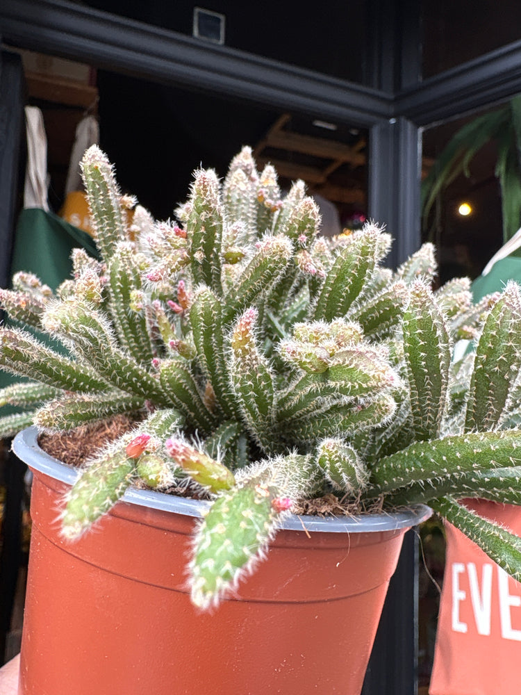 A Rhipsalis baccifera ‘Horrida’ plant, also known as a cactus, displayed in front of Urban Tropicana’s Plant Shop in Chiswick, London