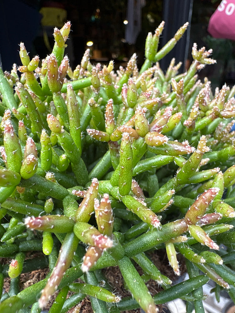 Rhipsalis Cereuscula, or Coral Cactus, Rice Cactus and Mistletoe Cactus, outside Urban Tropicana’s houseplant store in Chiswick, West London