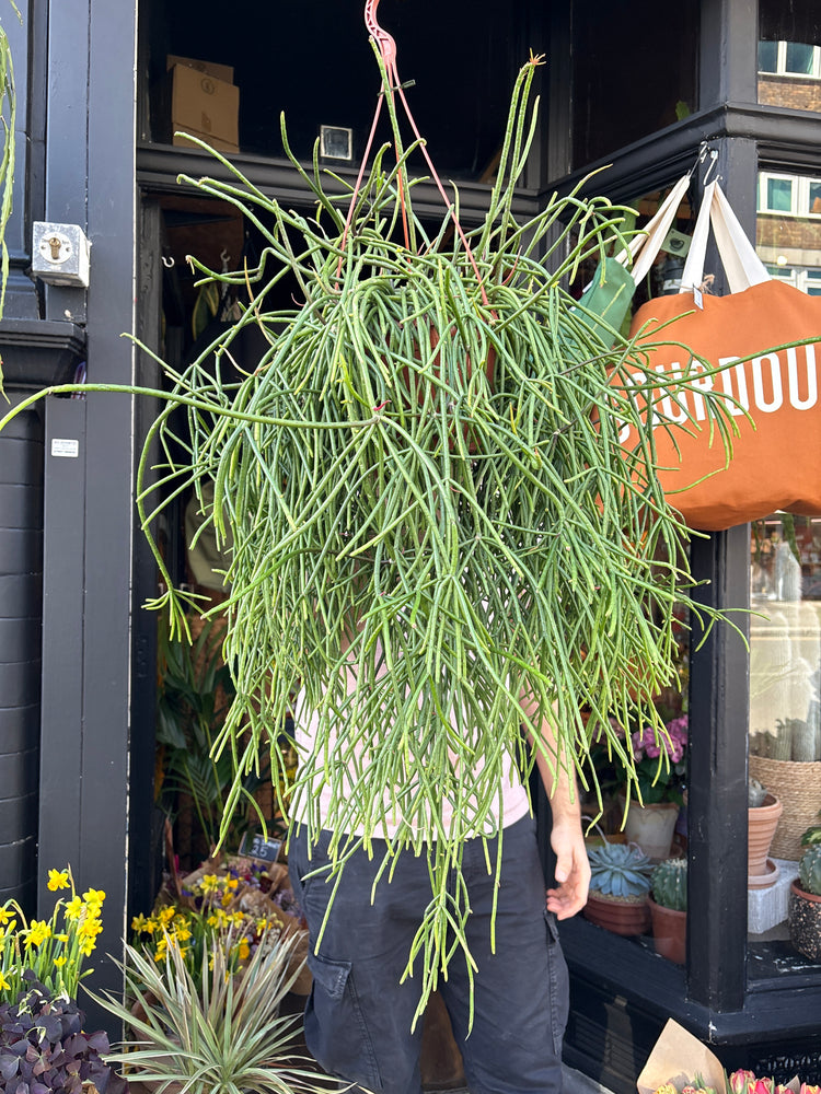 Rhipsalis mauritiana with long, slender trailing green stems forming a cascading habit, displayed in a nursery pot at Urban Tropicana plant shop, Chiswick, London