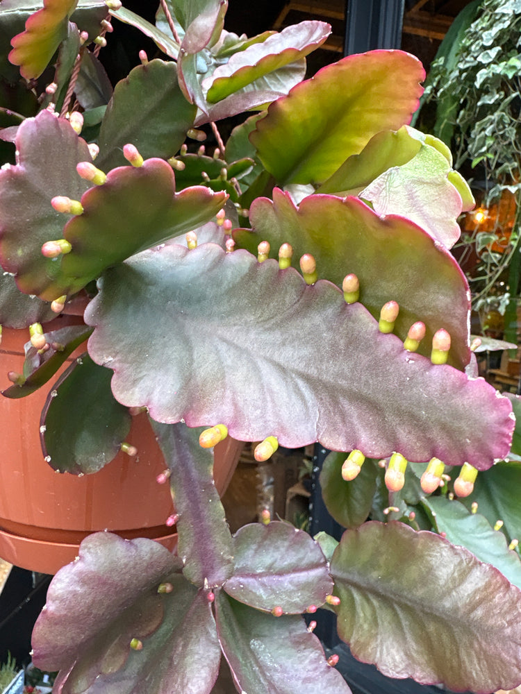 A Rhipsalis Rubra plant in front of Urban Tropicana’s Plant Shop in Chiswick London