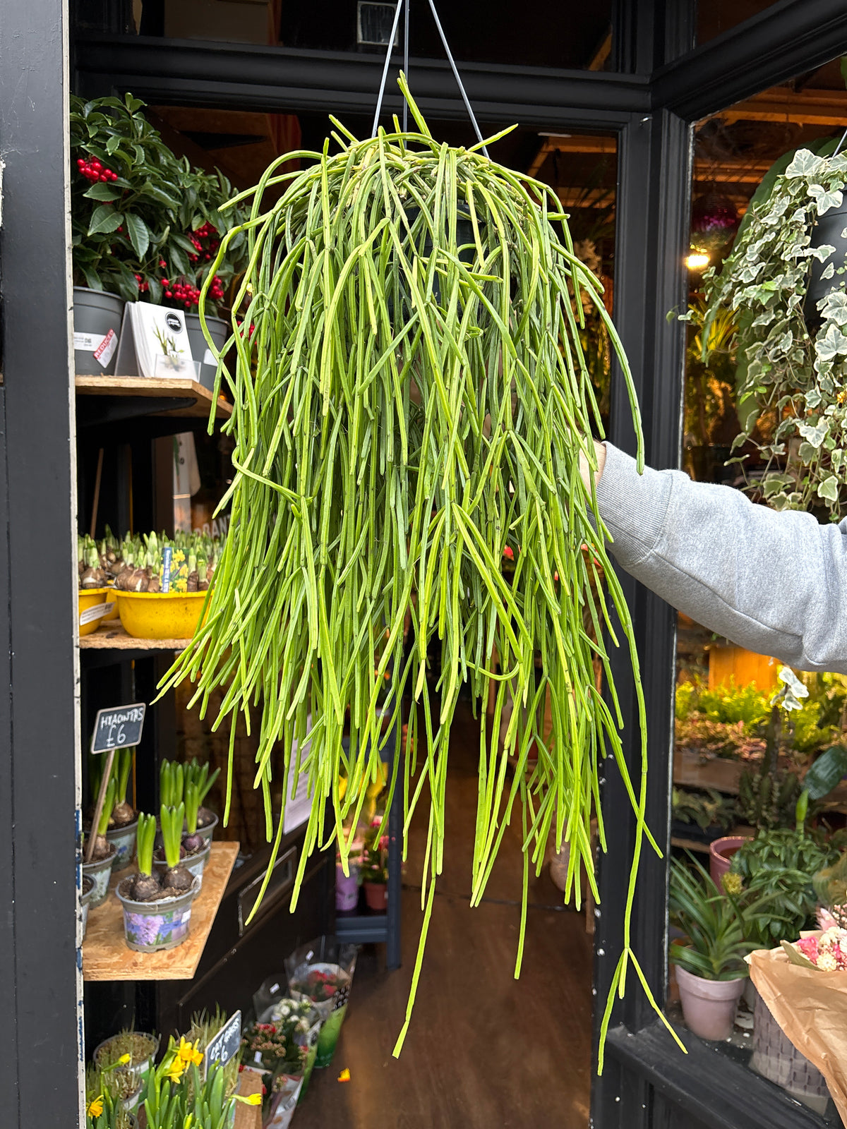A Rhipsalis kirbergii plant in front of Urban Tropicana’s Plant Shop in Chiswick London
