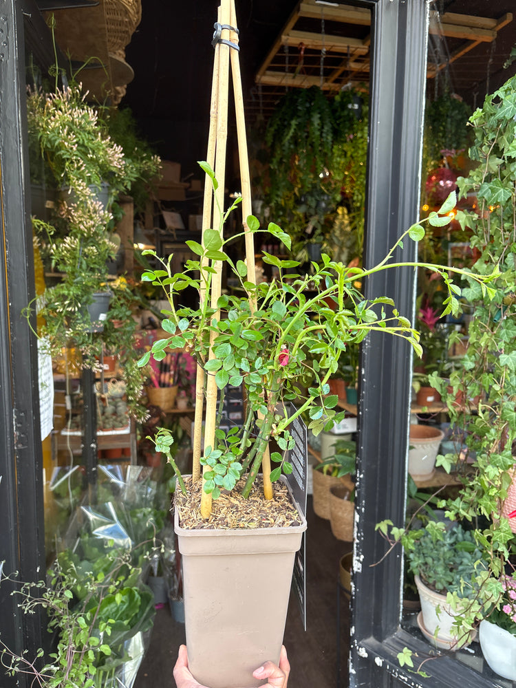 A Rose New Dawn plant in front of Urban Tropicana’s Plant Shop in Chiswick London