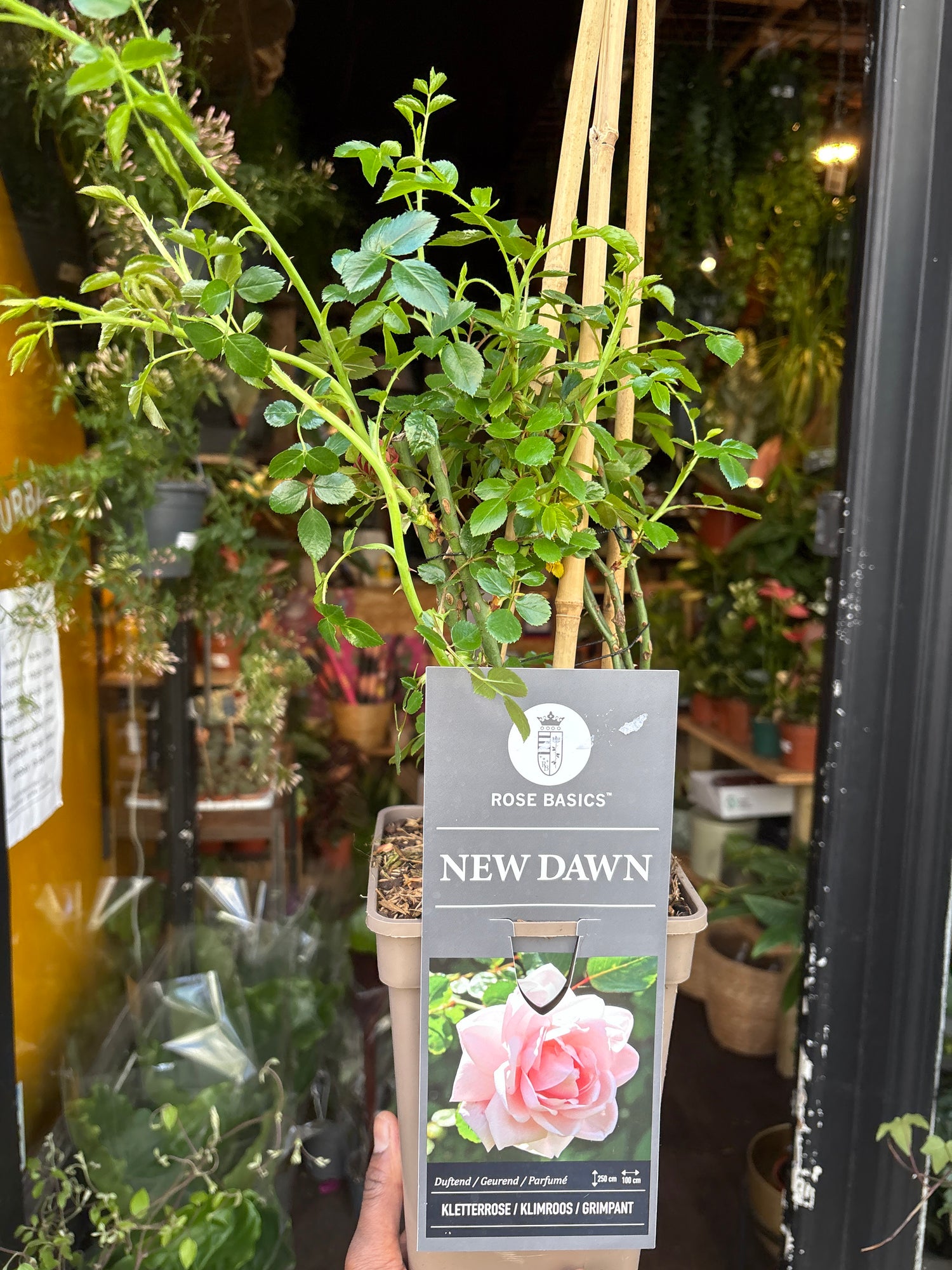 A Rose New Dawn plant in front of Urban Tropicana’s Plant Shop in Chiswick London