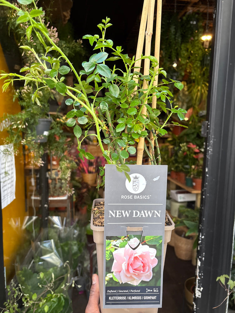 A Rose New Dawn plant in front of Urban Tropicana’s Plant Shop in Chiswick London