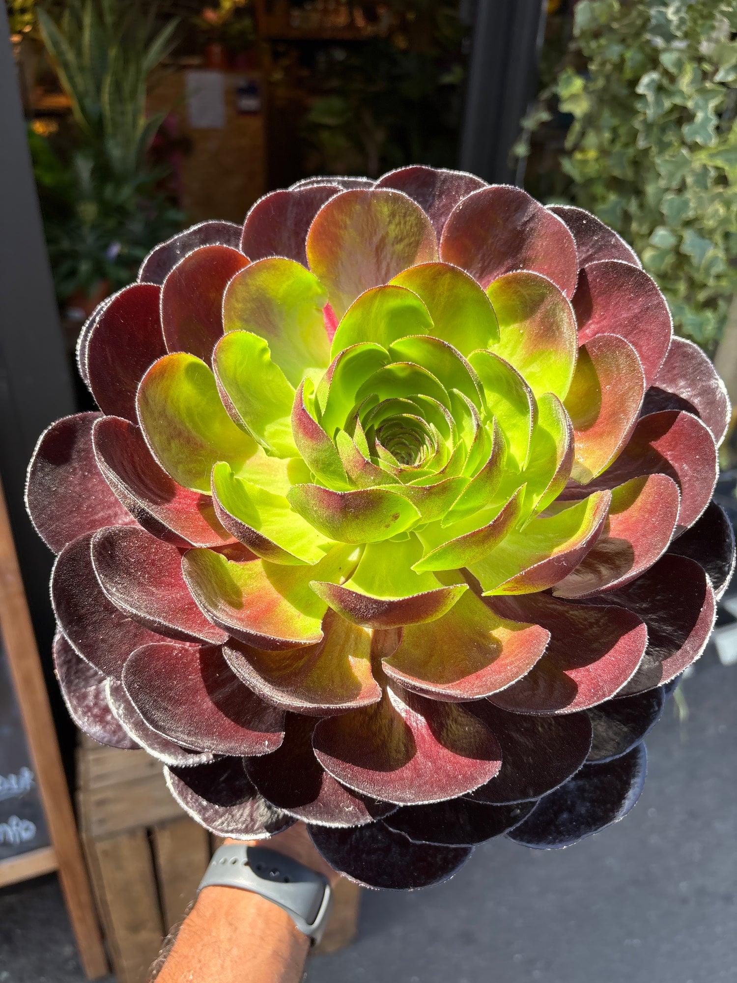 Semponium ‘Destiny’ in front of Urban Tropicana’s Plant Shop in Chiswick London