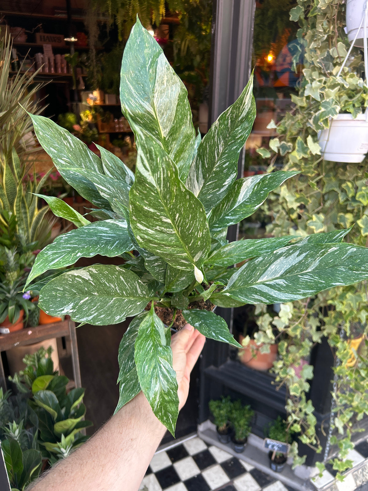 Spathiphyllum ‘Diamond Variegata’ peace lily outside Urban Tropicana plant shop in Chiswick, London