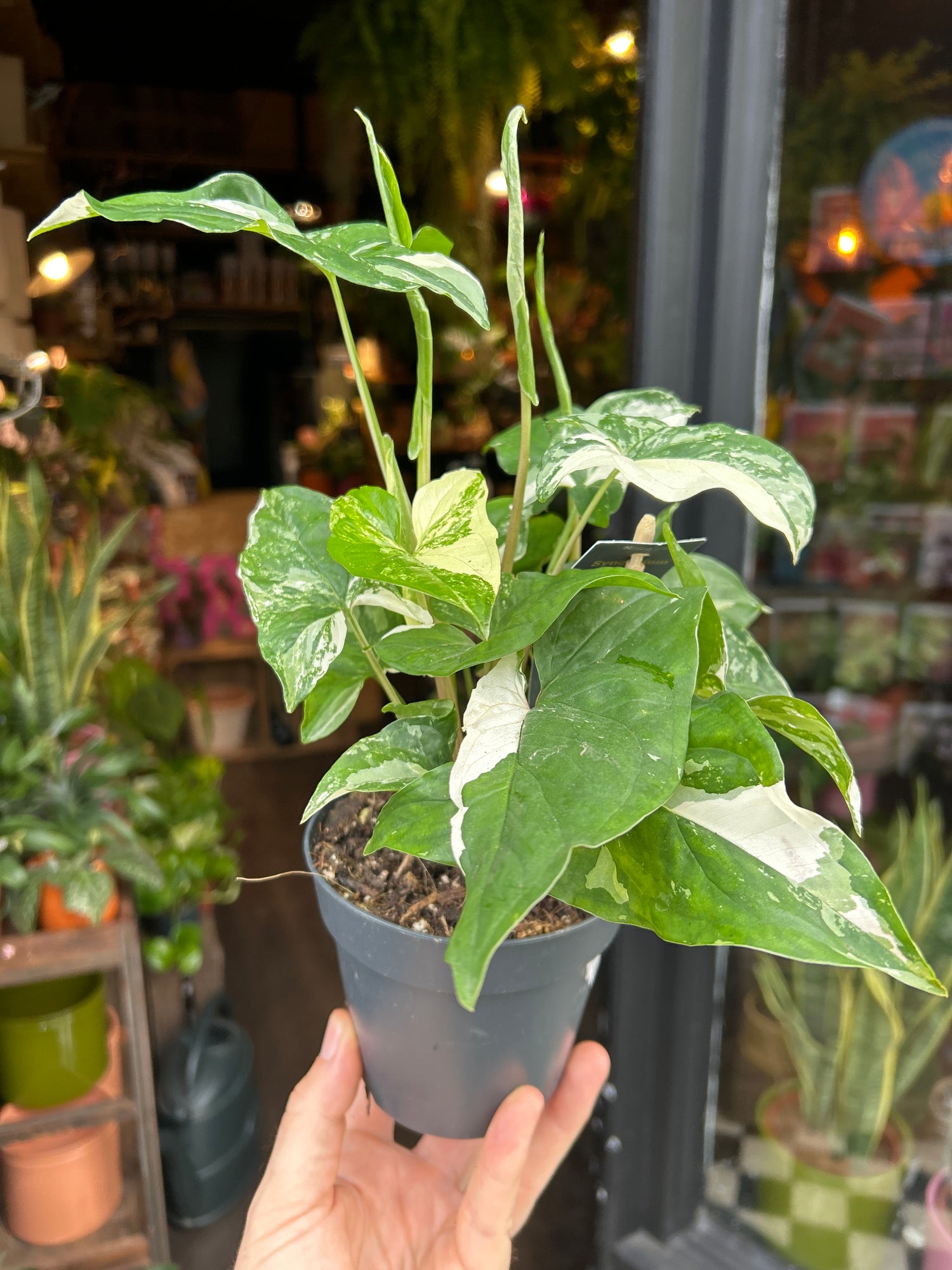Syngonium Albo Variegated in front of Urban Tropicana’s Plant Shop in Chiswick London