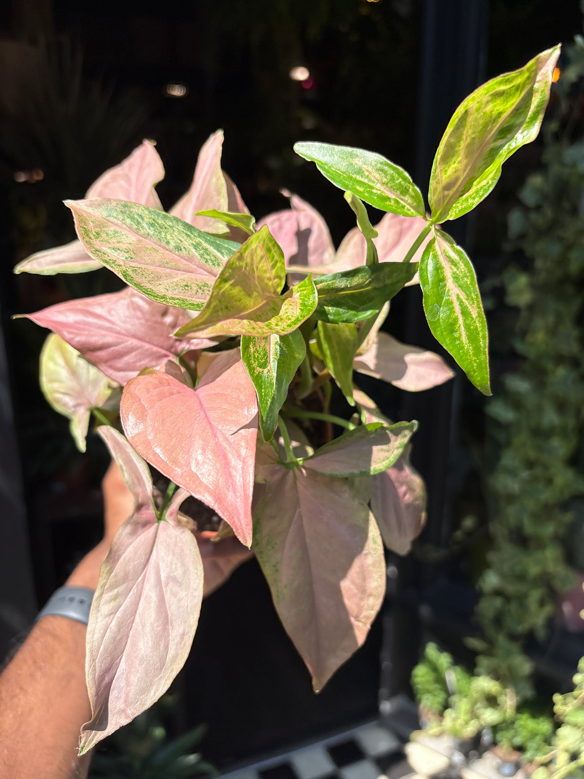 Syngonium Pink Splash | 12cm pot