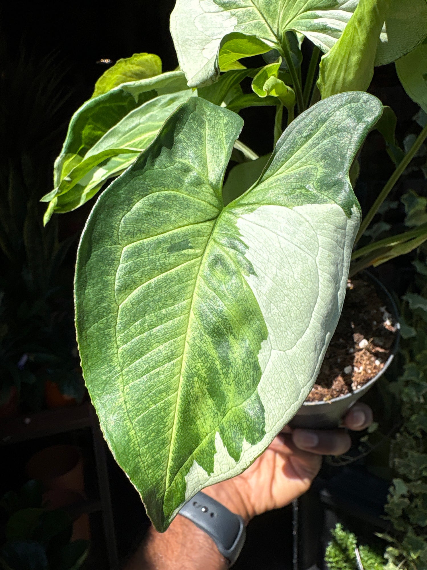 Close up of Syngonium Podophyllum ‘Three Kings’ in front of Urban Tropicana’s Plant Shop in Chiswick London